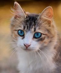 고양이 예시 사진